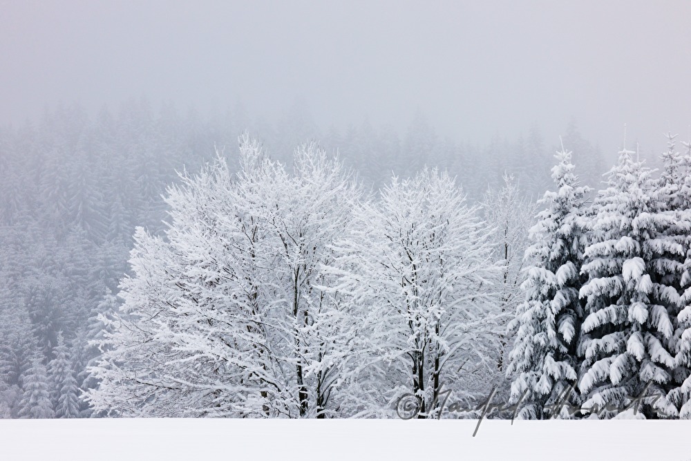 Schnee im Winterwald