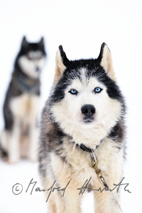Schlittenhund mir verschiedenen Augenfarben