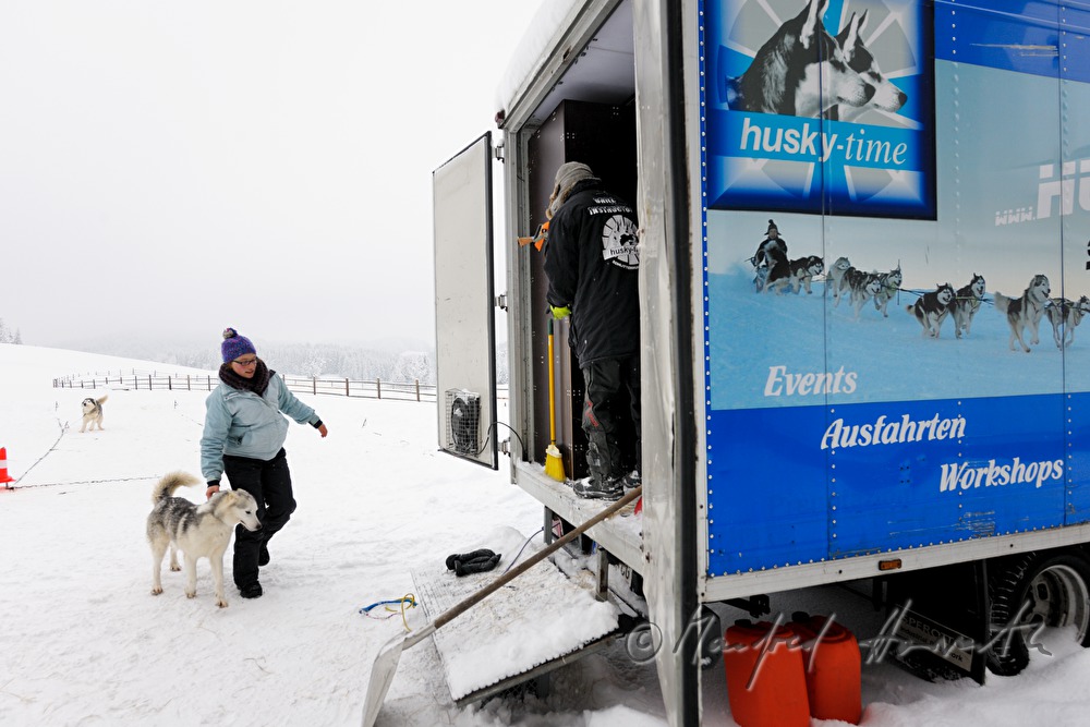 Einladen der Schlittenhunde aus dem Anhänger