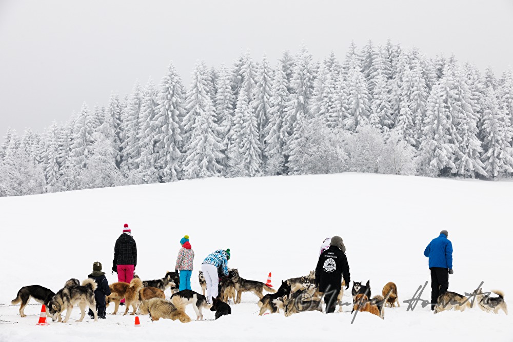 Schlittenhunde warten auf die Ausfahrt