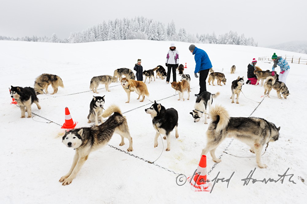 Schlittenhunde warten auf die Ausfahrt