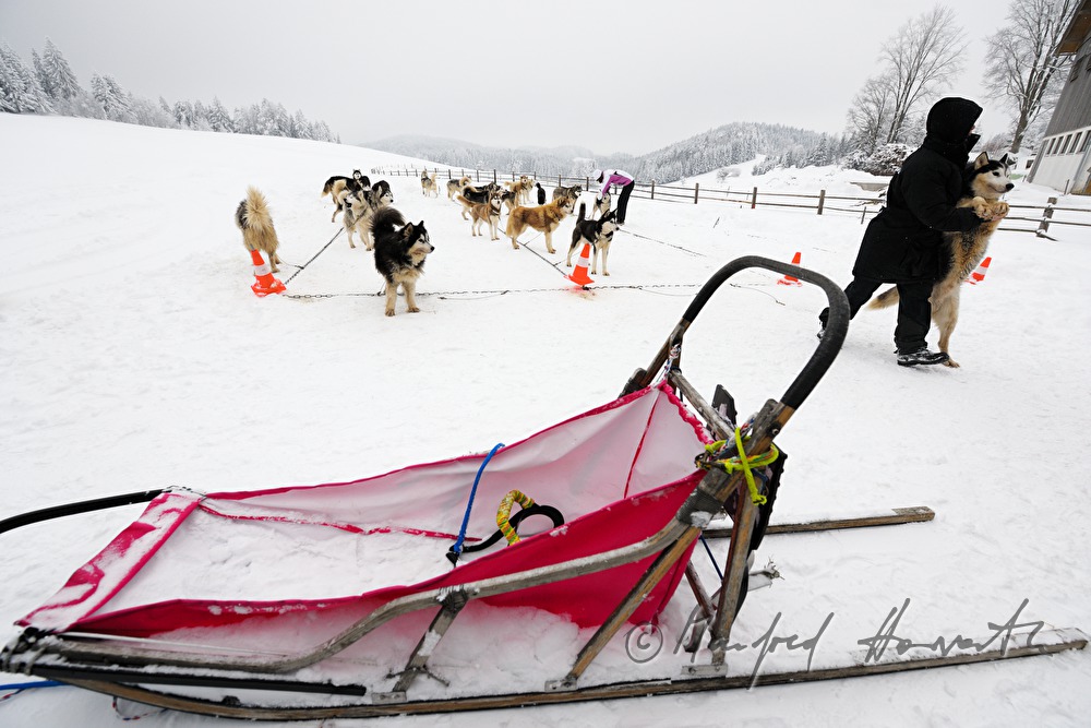 Einladen der Schlittenhunde aus dem Anhänger