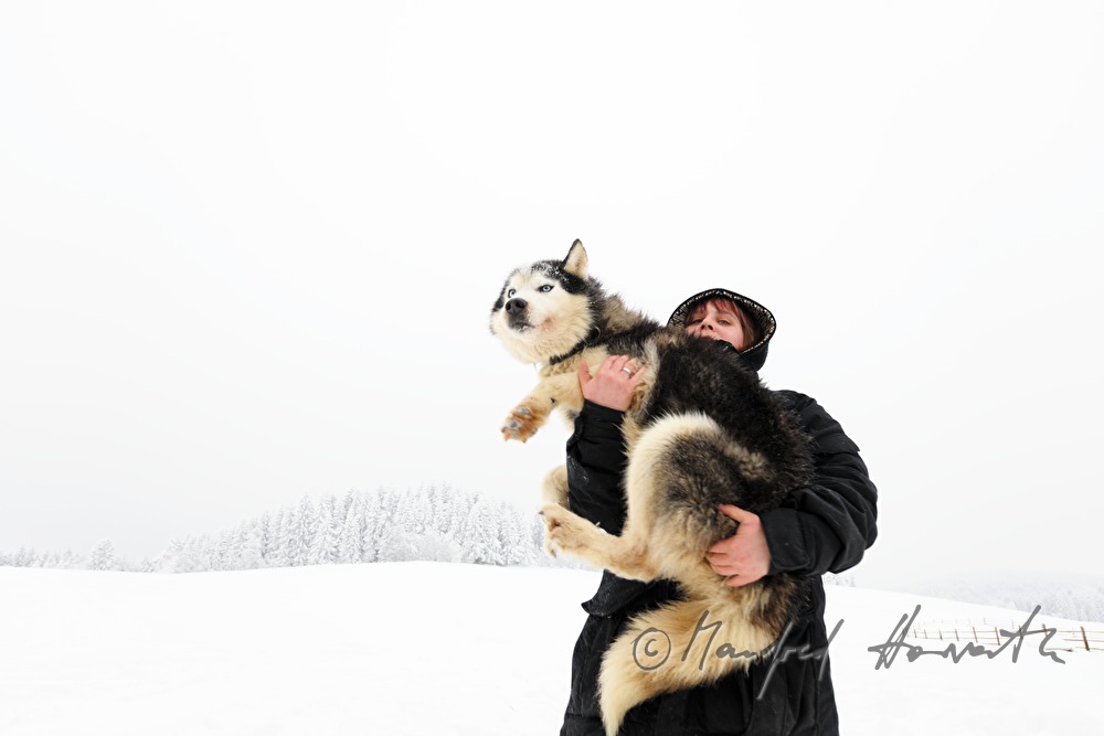 Musher (Schlittenhundeführer) mit Husky