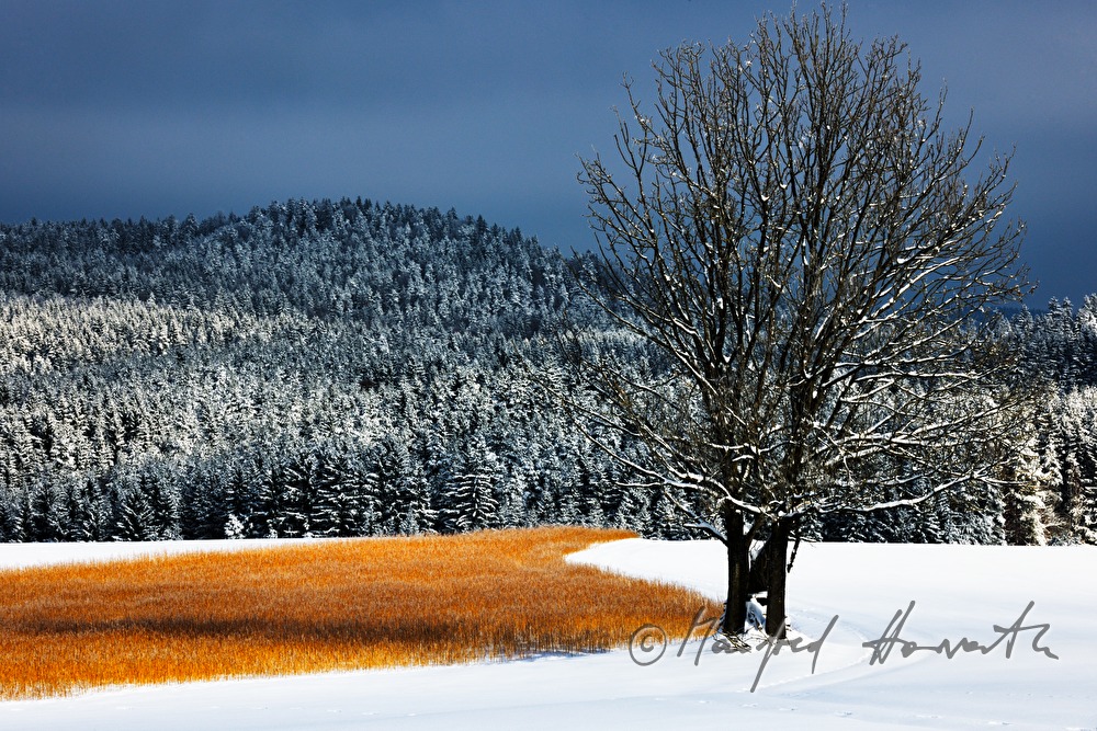Schnee im Winterwald