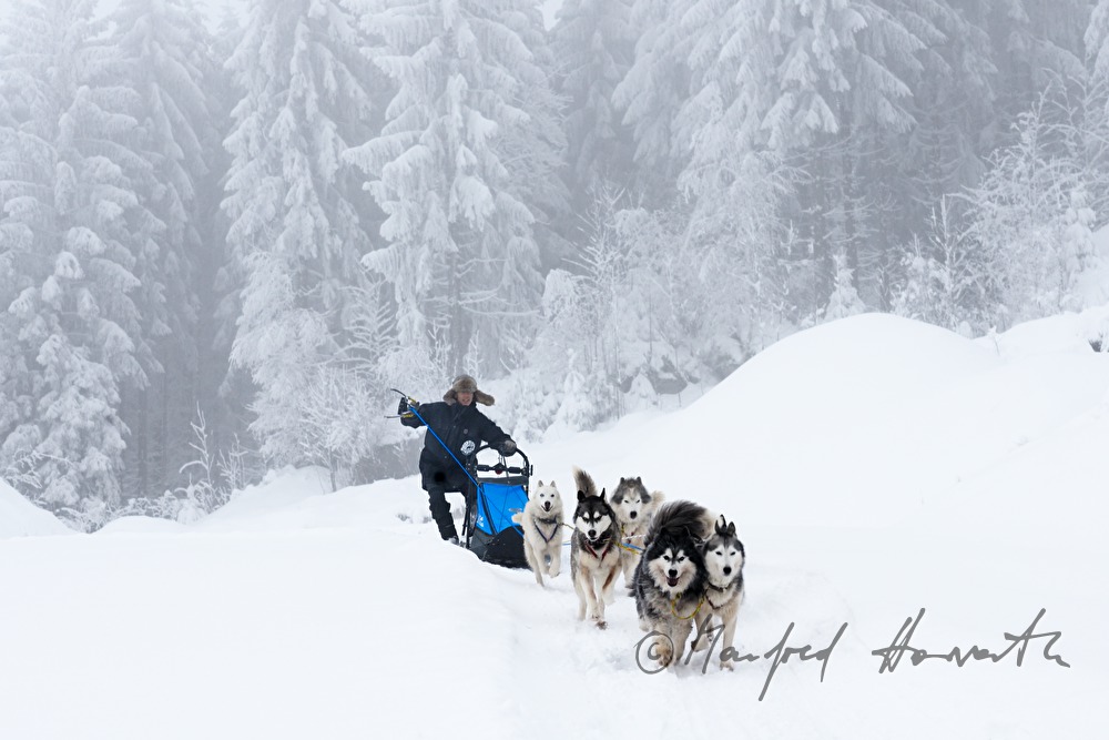 Hundeschlitten-Fahrt mit Gespann von Huskys