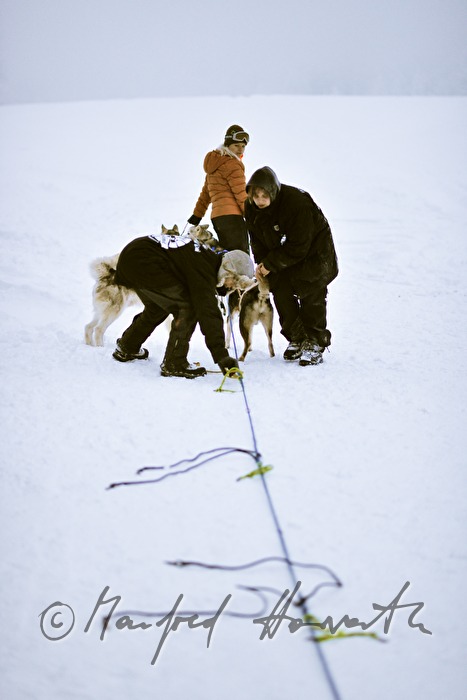 Anspannen der Huskys am Hundeschlitten