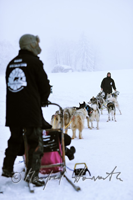 Anspannen der Huskys am Hundeschlitten