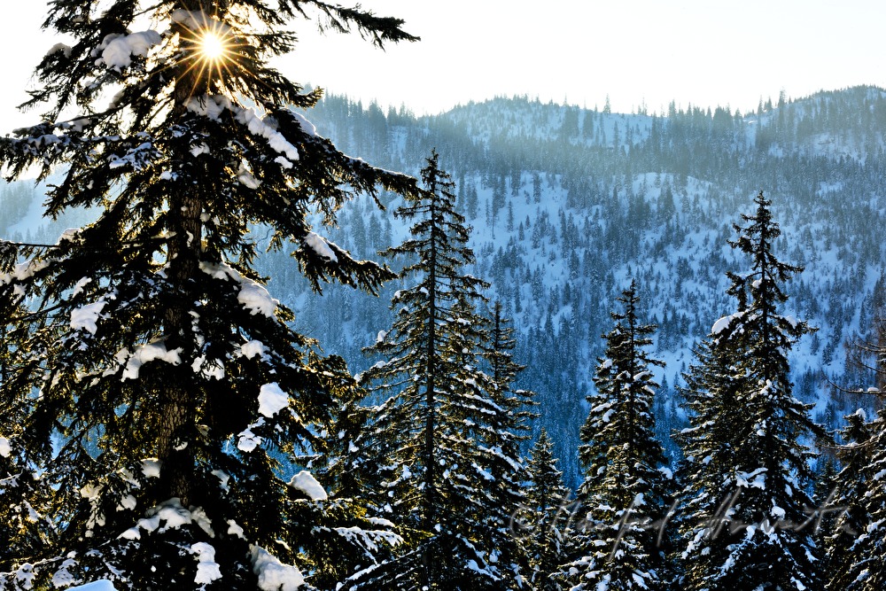 eingeschneite Tanne bei ca. 3 Meter Schnee