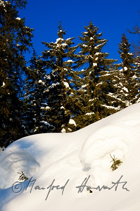 eingeschneite Tanne bei ca. 3 Meter Schnee
