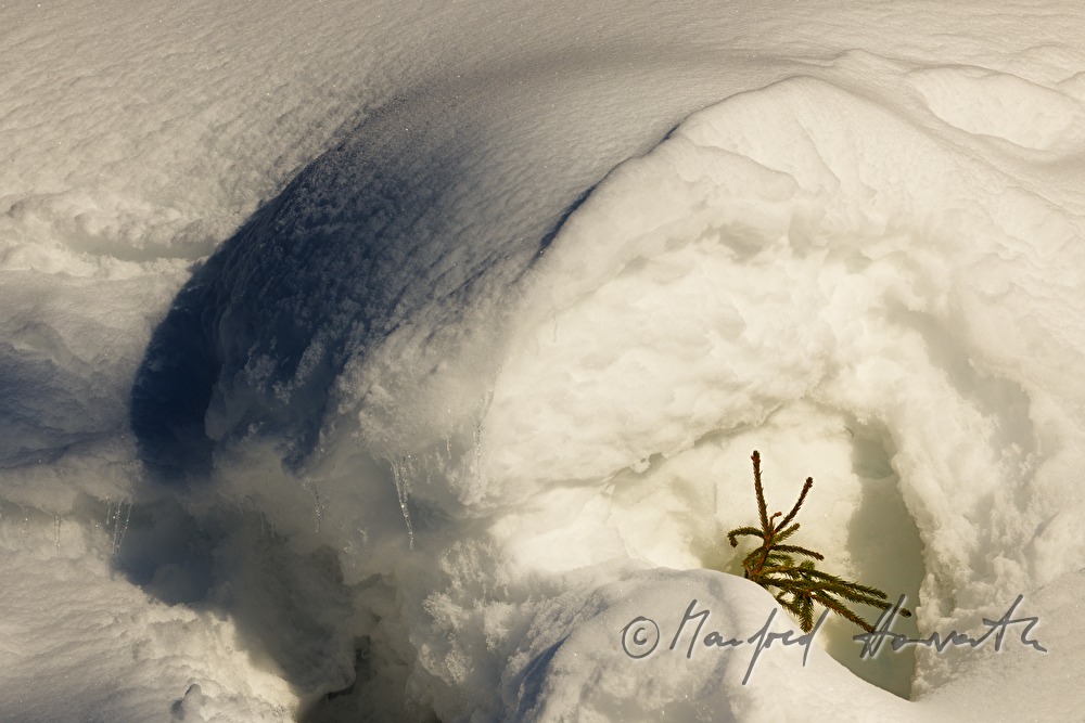 eingeschneite Tanne bei ca. 3 Meter Schnee