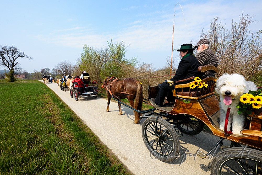 Pferdekutsche bei der Pferdewallfahrt (Georgiritt)