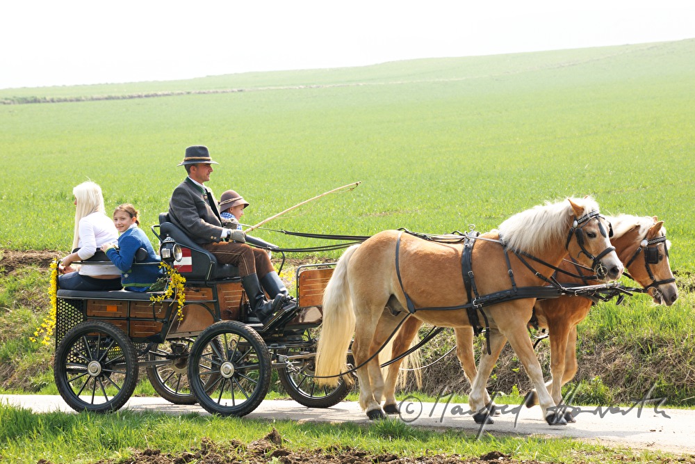 Pferdekutsche bei der Pferdewallfahrt (Georgiritt)