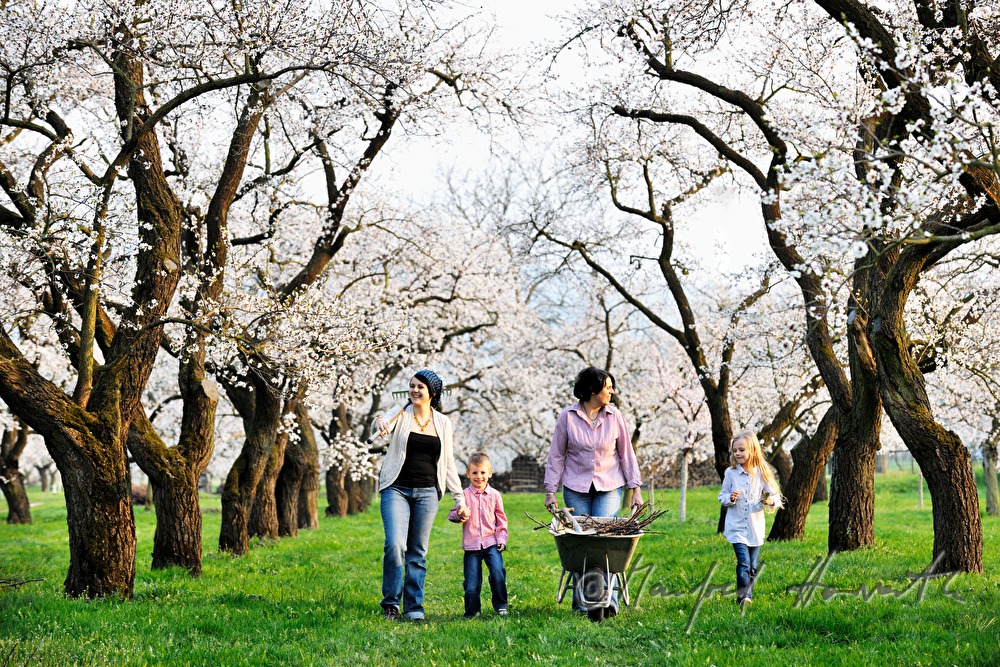 Familie bei der Arbeit im blühenden Marillengarten