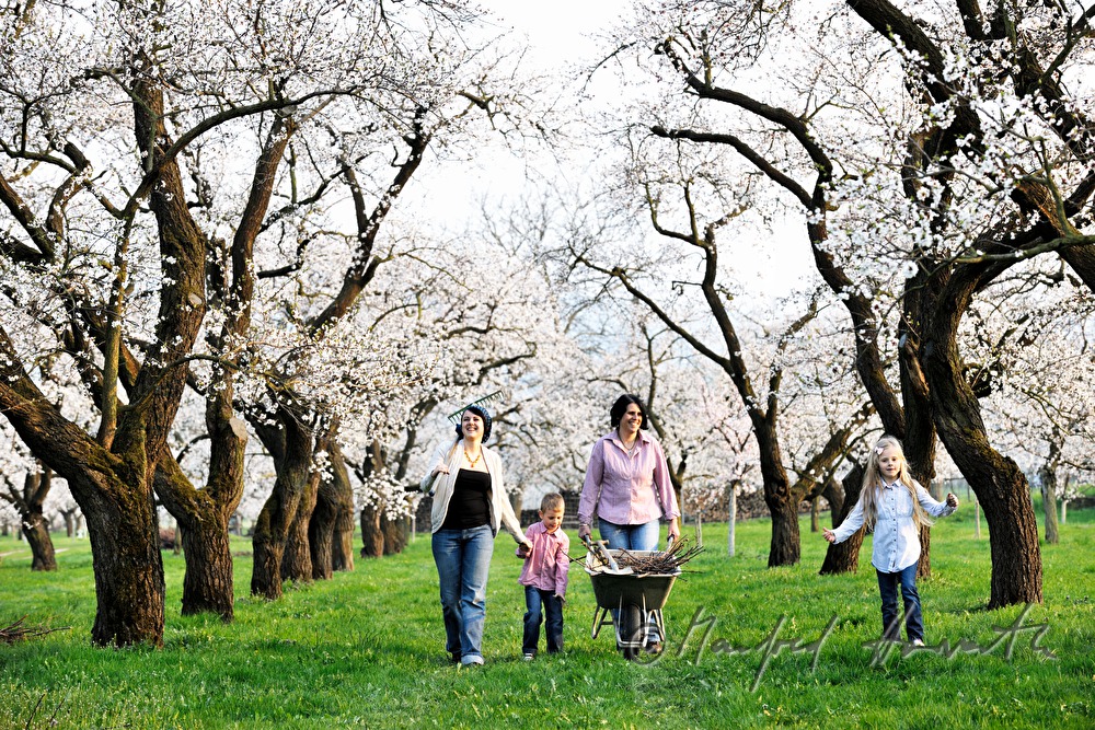 Familie bei der Arbeit im blühenden Marillengarten