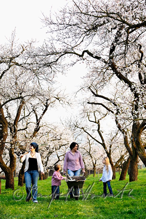 Familie bei der Arbeit im blühenden Marillengarten