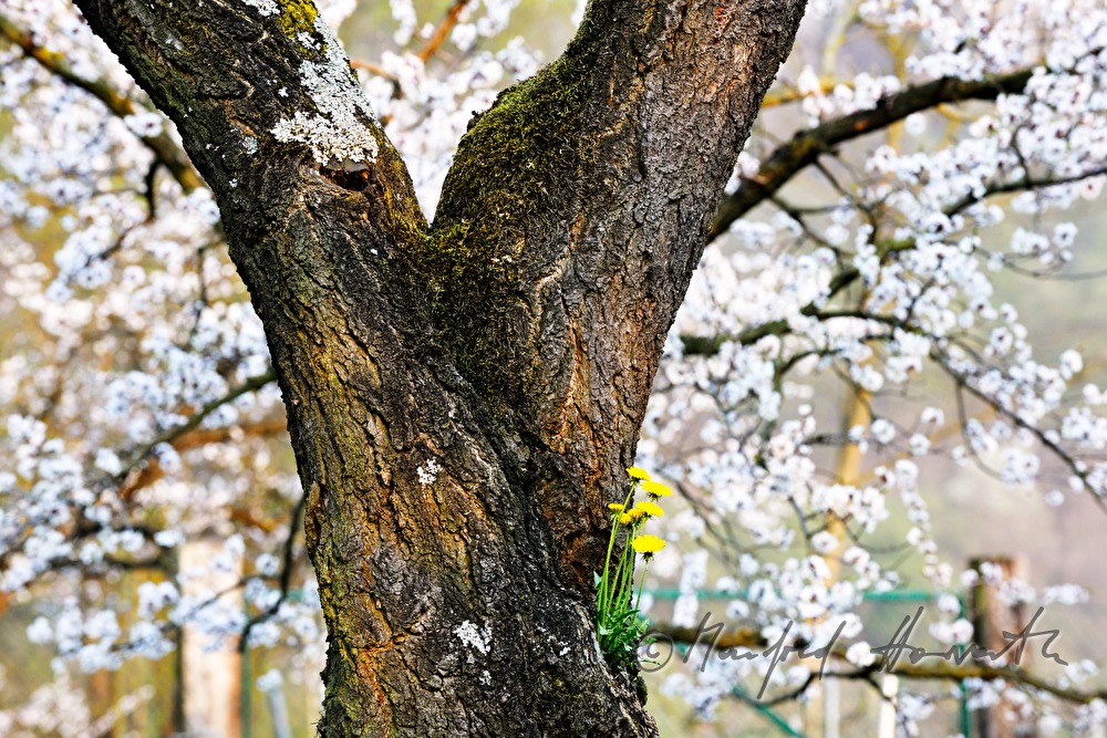 Löwenzahn wächst aus der Astgabel eines Marillenbaumes