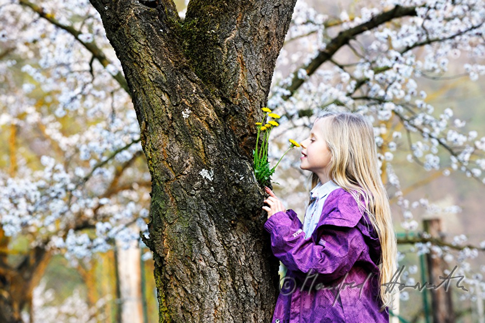 Löwenzahn wächst aus der Astgabel eines Marillenbaumes
