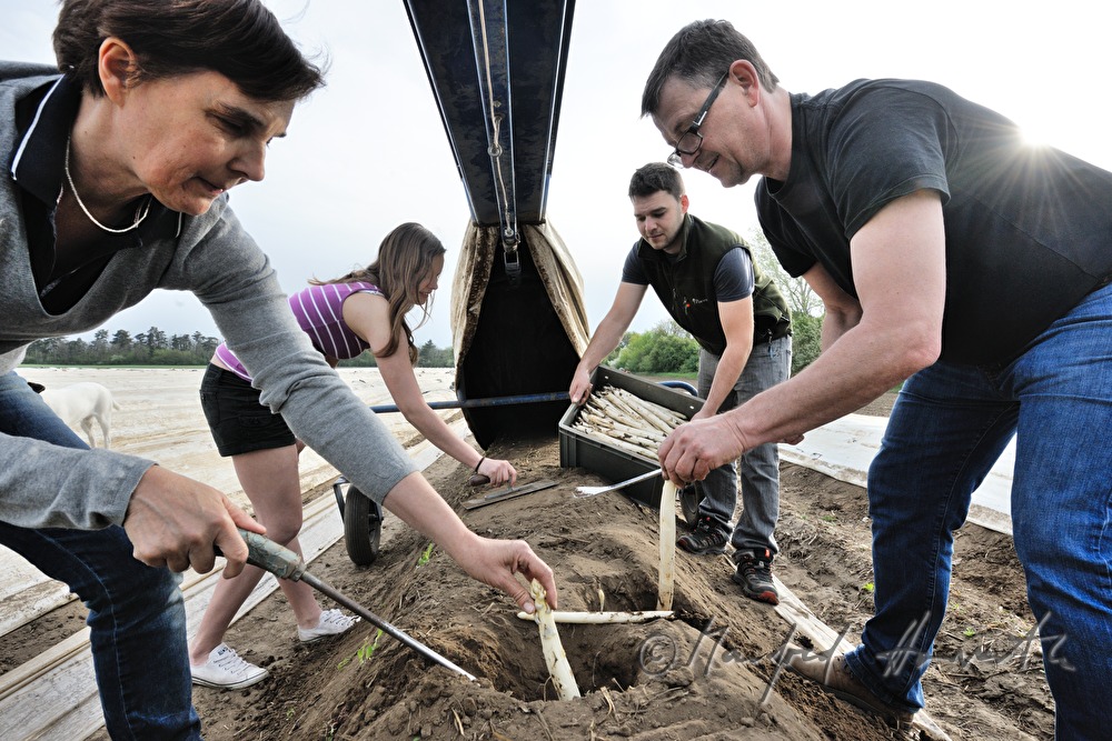 Spargelstecher bei der Spargelernte im Frühjahr