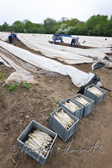 Kisten mit Bio-Spargel bei der Ernte im Frühjahr