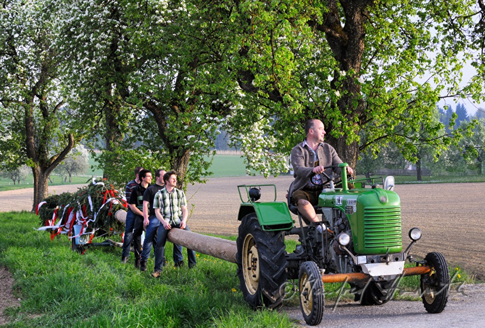 Transport des Maibaumes zum Dorfplatz