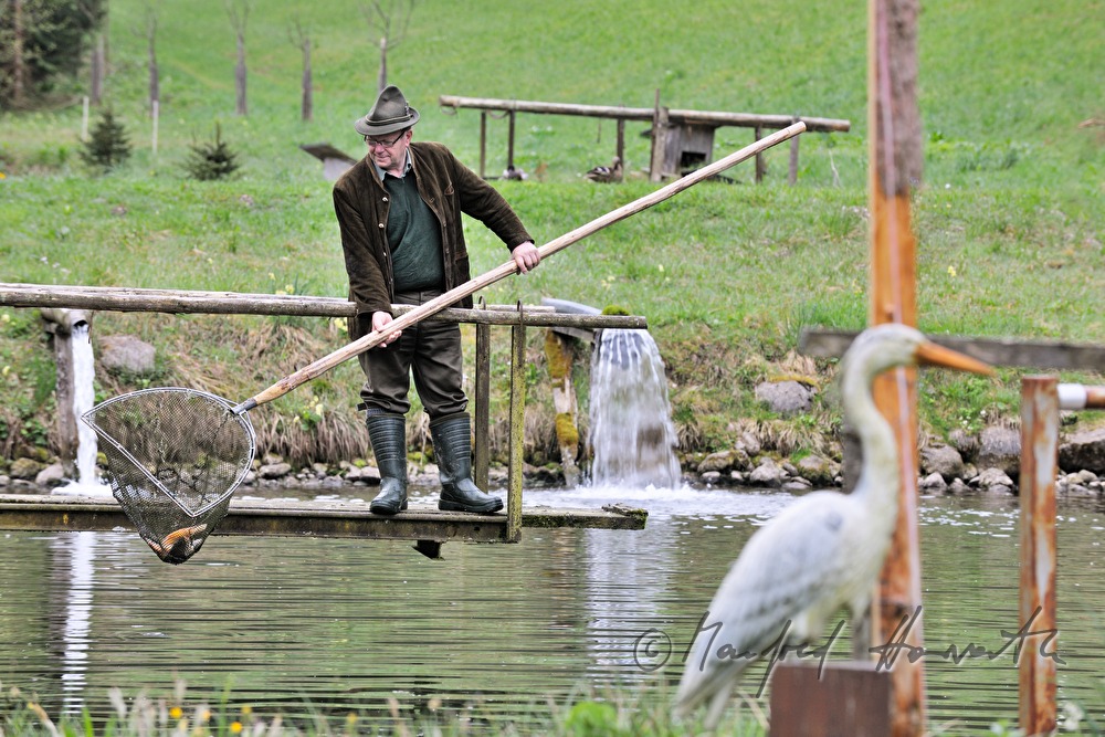Fangen von Saiblingen mit einem Casher