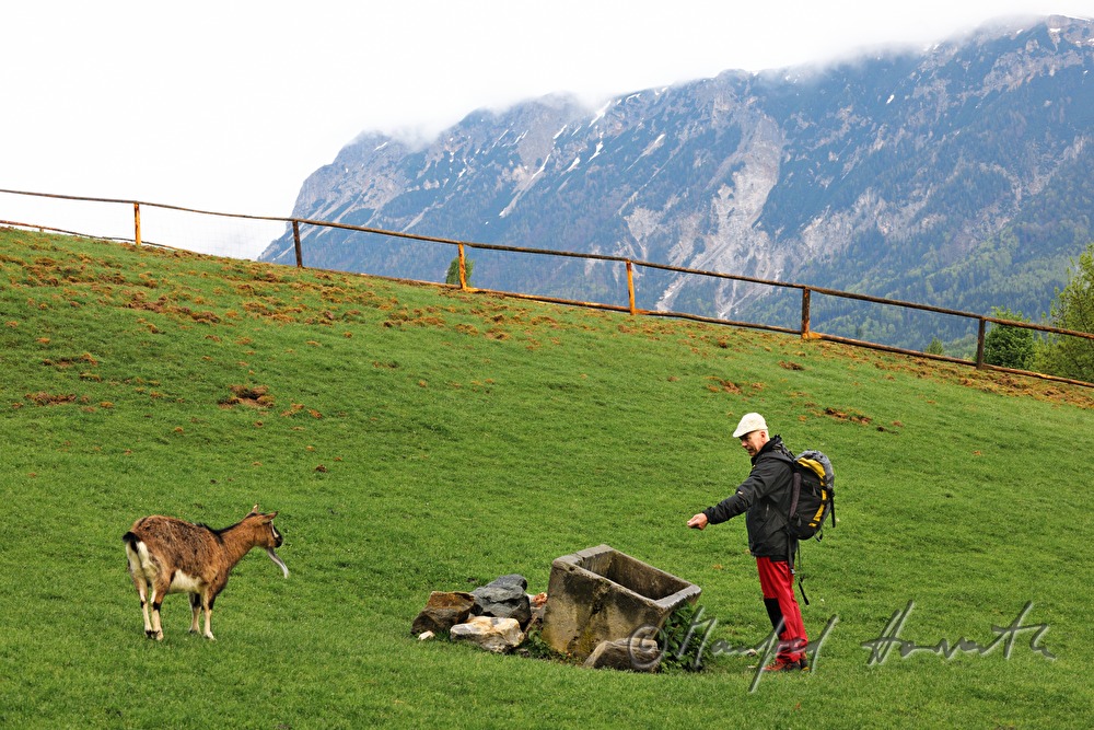 Wanderer mit Ziege auf dem Weg zur Rax