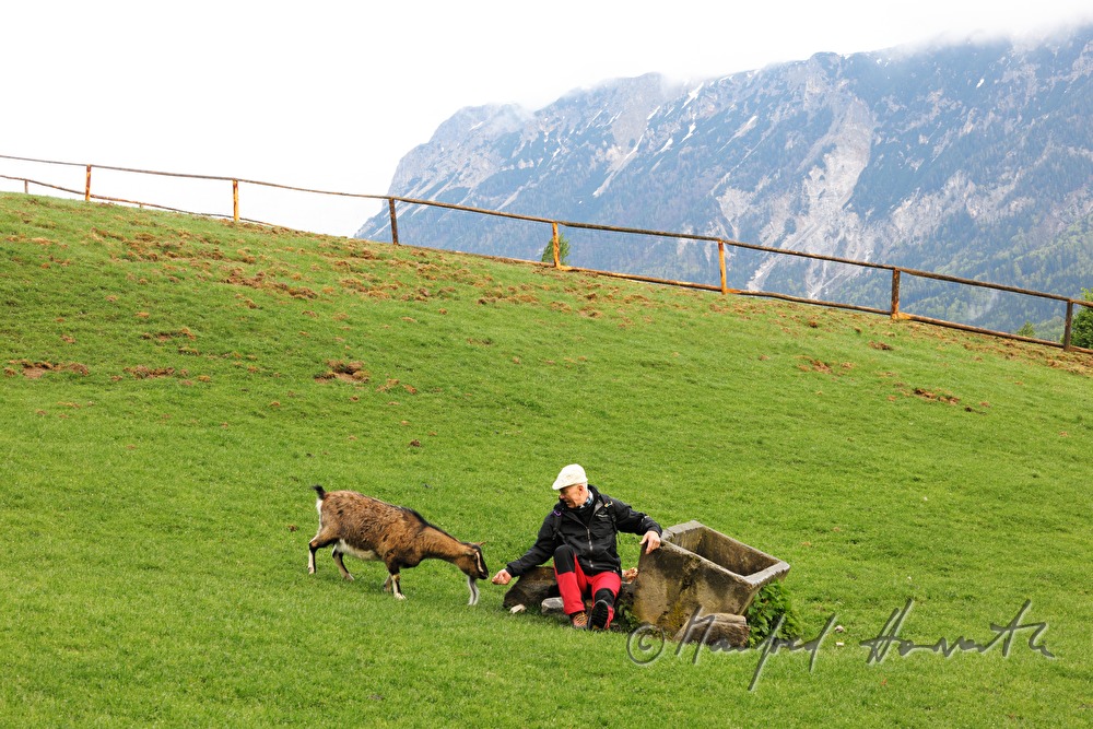 Wanderer mit Ziege auf dem Weg zur Rax