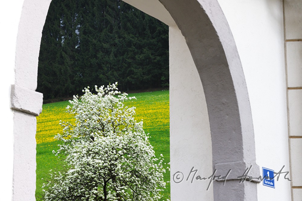 blühender Birnbaum und Torbogen des Pfarrhofes