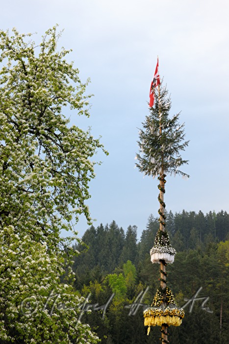 Maibbaum und blühender Birnbaum