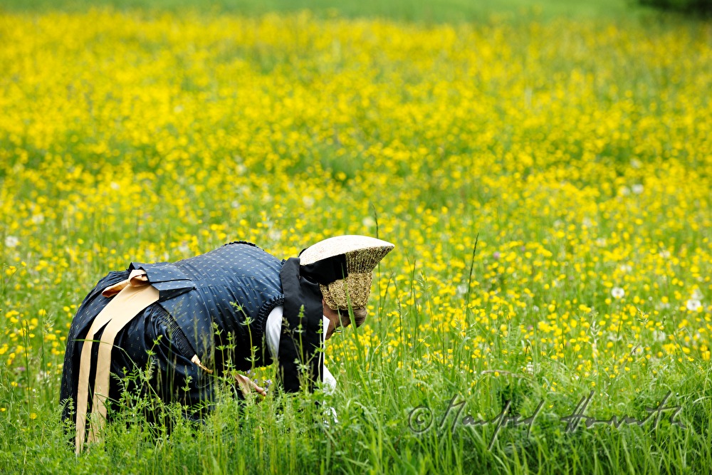 Frau in Wachauer Tracht beim Blumenpflücken