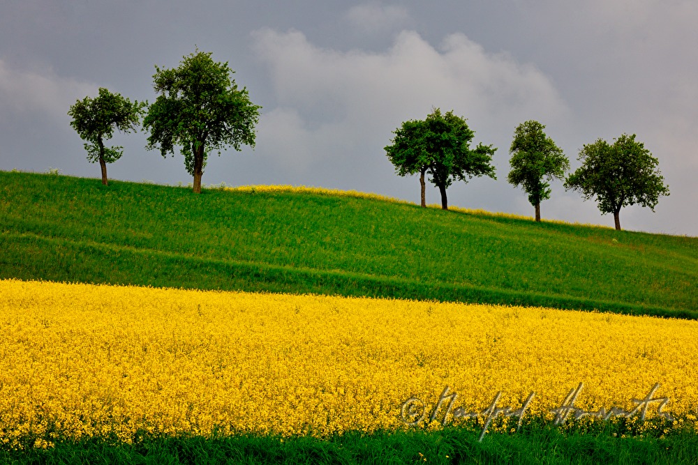 Rapsfeld und Apfelbäume bei Haag