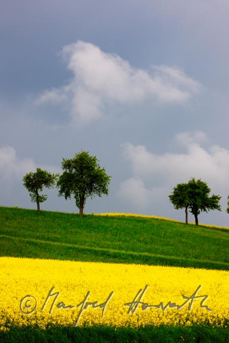 Rapsfeld und Apfelbäume bei Haag