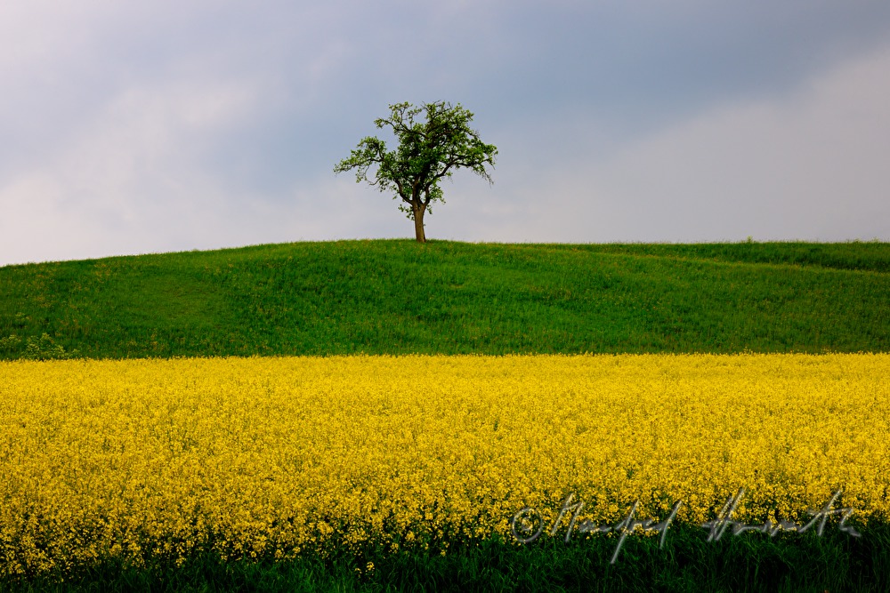 Rapsfeld und Apfelbaum bei Haag