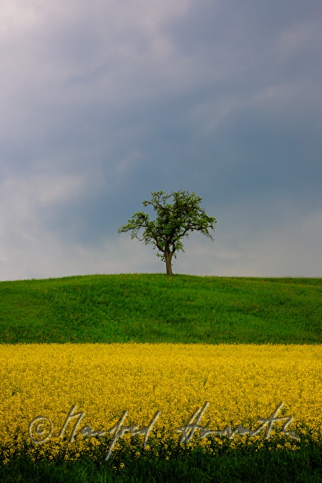 Rapsfeld und Apfelbaum bei Haag