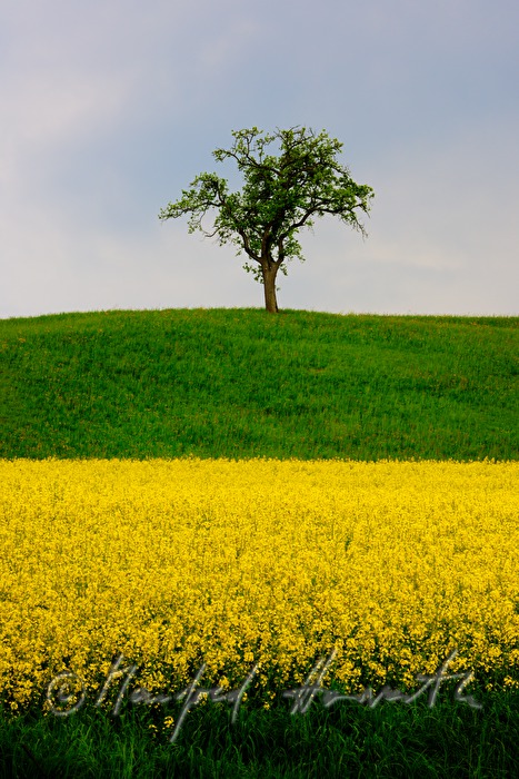 Rapsfeld und Apfelbaum bei Haag