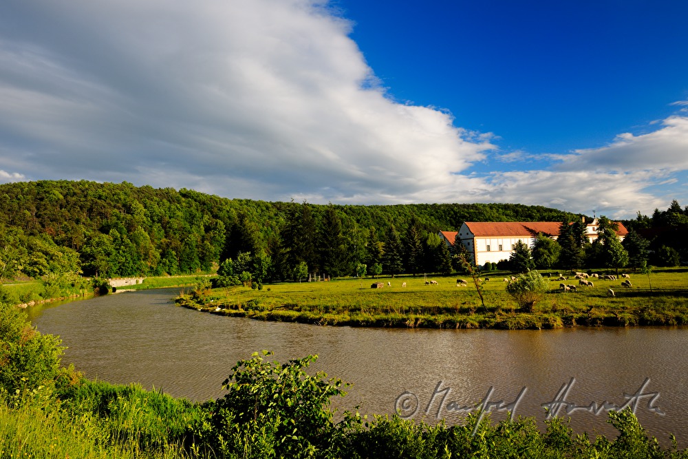 Mäander des Kamp und Schafherde