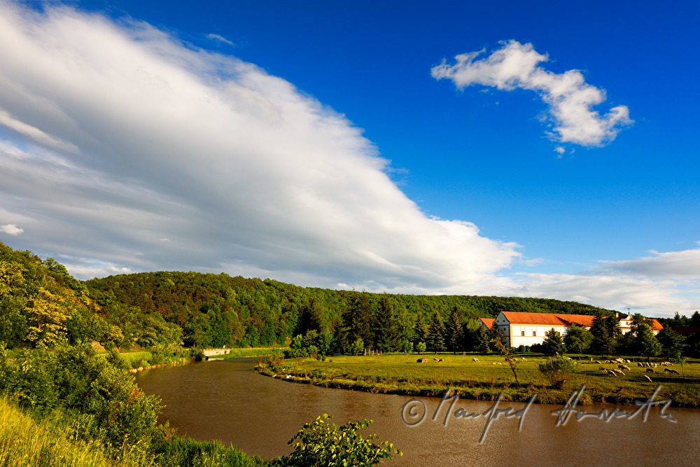 Mäander des Kamp und Schafherde