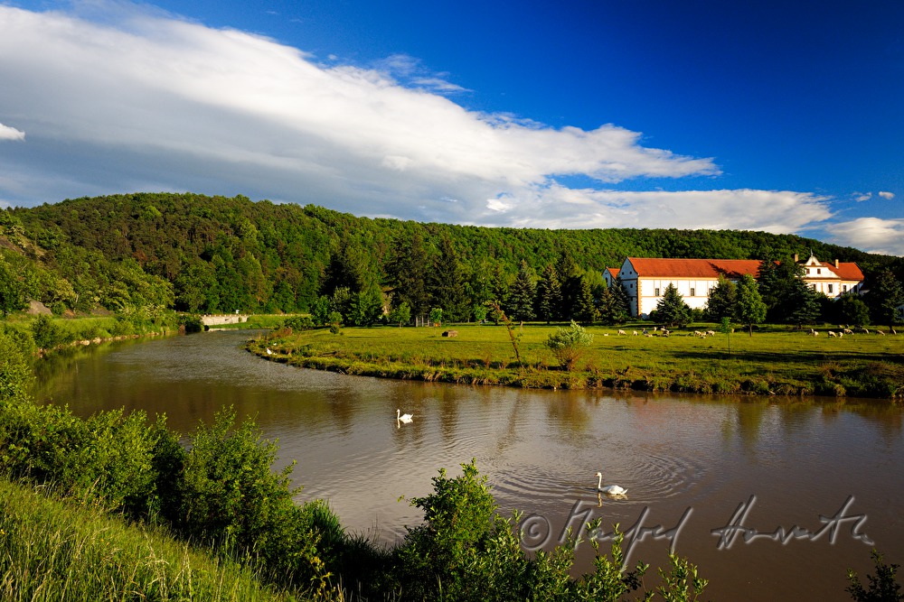 Mäander des Kamp und Schafherde