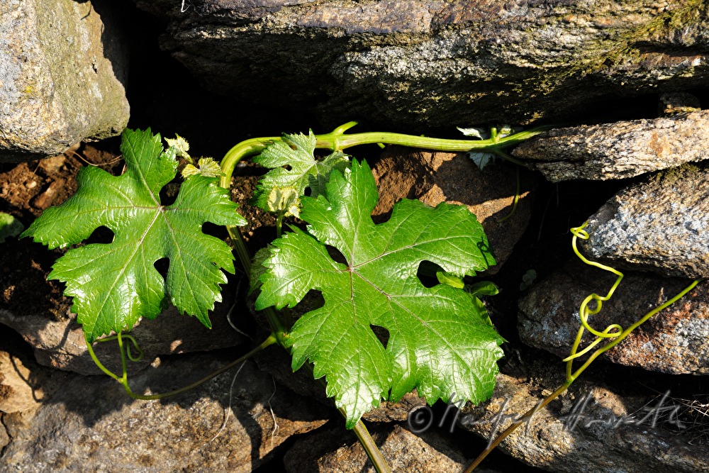 Trockenmauer und Weinblatt