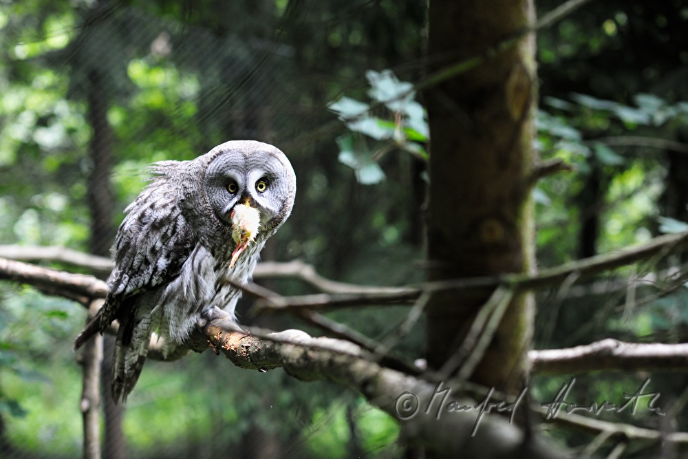 Waldkauz frisst ein Hühnerküken im Naturpark Buchenberg