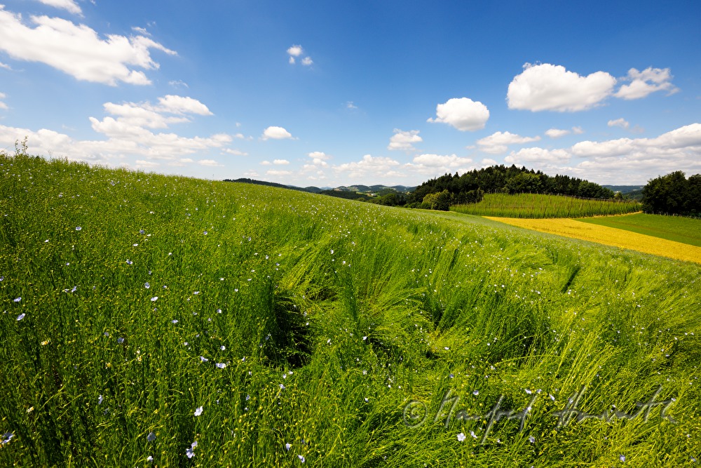 blühendes Leinfeld im Juli