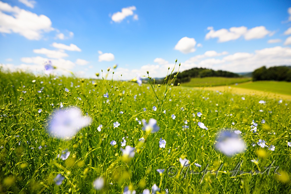 blühendes Leinfeld im Juli