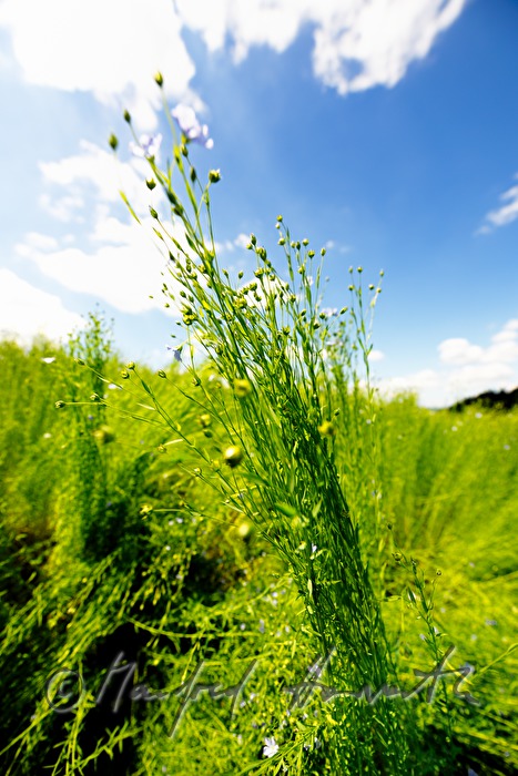 blühendes Leinfeld im Juli