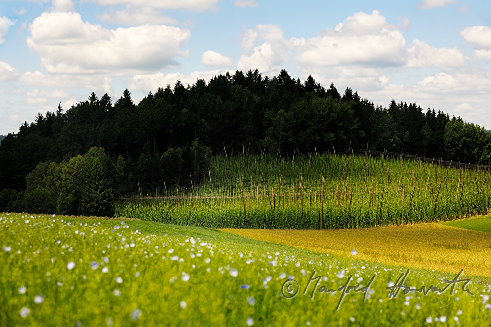 Hopfenfeld am Hügel und blühendes Leinfeld