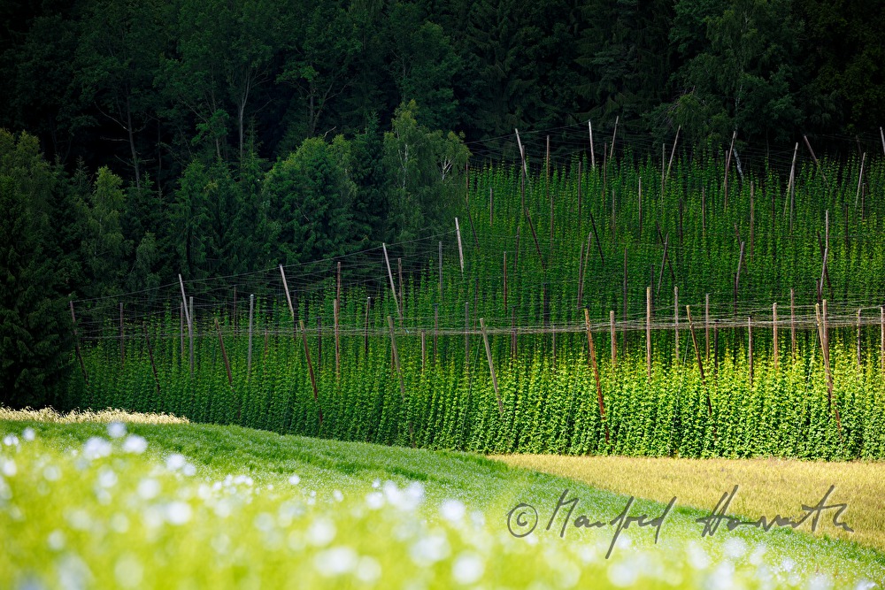 Hopfenfeld am Hügel und blühendes Leinfeld
