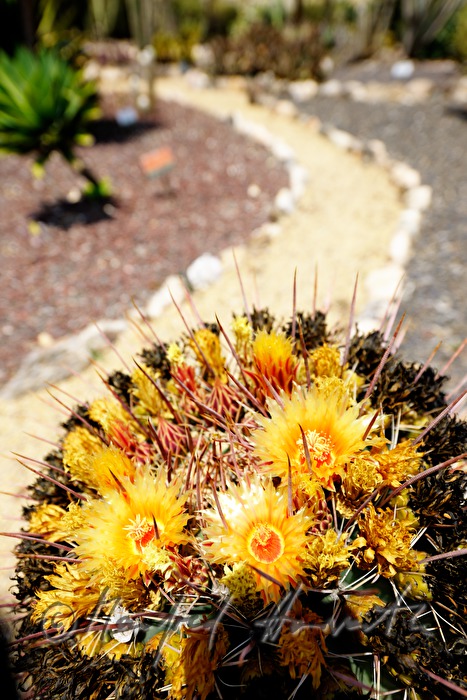 Kakteen im Wüsten-Garten