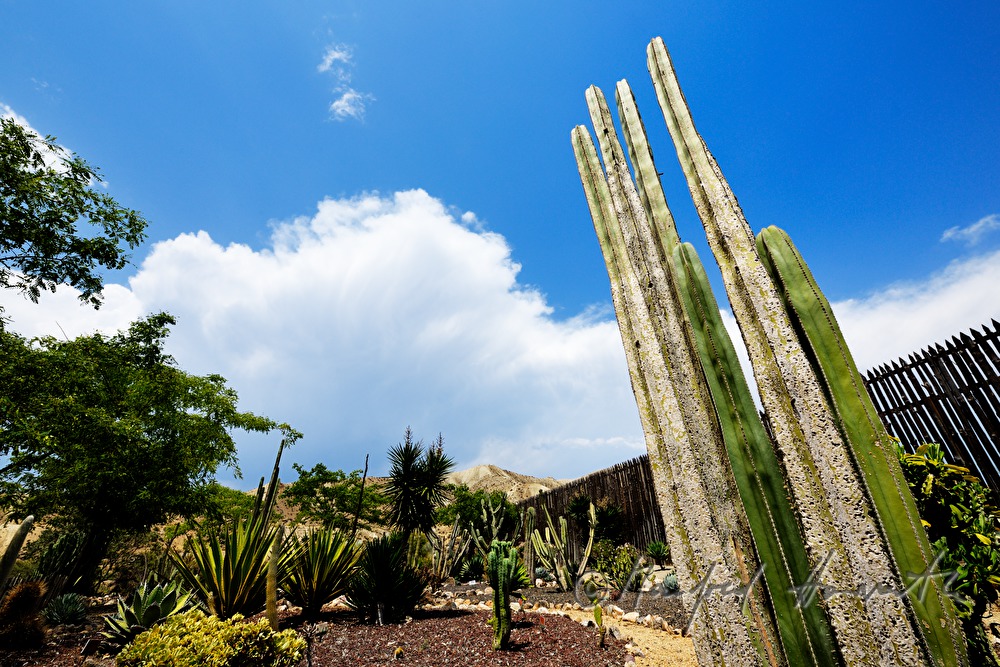 Kakteen im Wüsten-Garten
