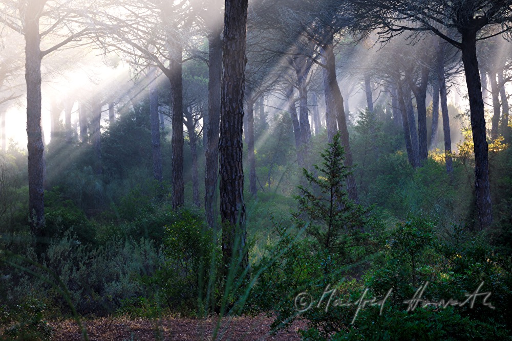 Morgendunst im Pinienwald