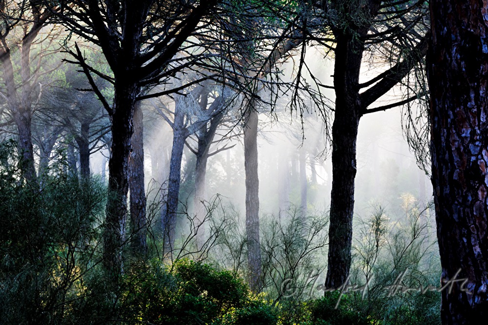 Morgendunst im Pinienwald