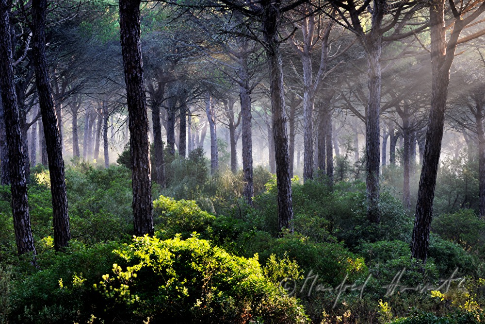 Morgendunst im Pinienwald